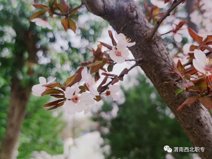 等待，在櫻花盛開的春天！——西北新世紀(jì)學(xué)校賞櫻記！
